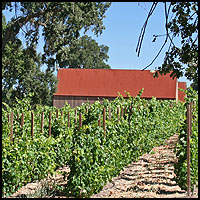 Barn and vineyard