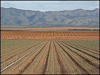 Crop Rows, Salinas Valley